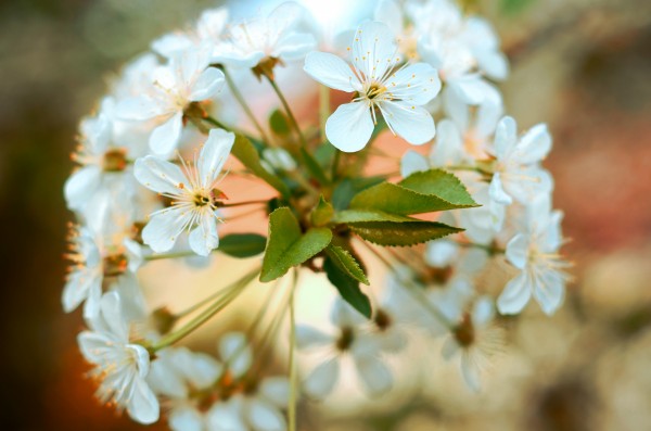 Spring hour by Codrina Miculit